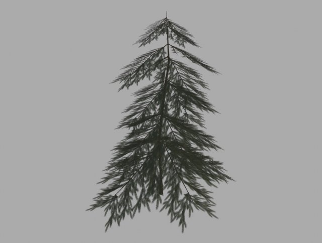 fir tree 3D Модель .c4d .max .obj .3ds .fbx .stl .blend 