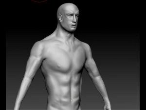 現実的な男性ベースの人体解剖学 3Dモデル