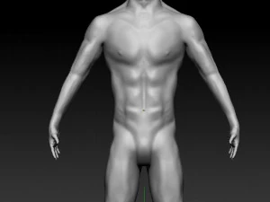 realistic male base human anatomy 3D Model