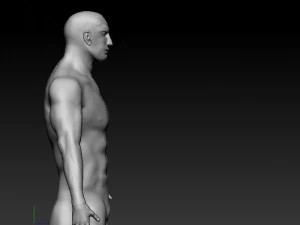 realistic male base human anatomy 3D Model