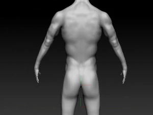 realistic male base human anatomy 3D Model