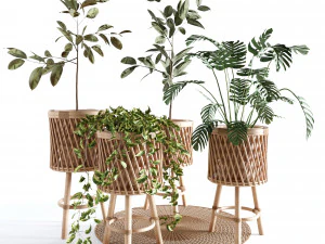 屋内植物コレクション - セット 02 3Dモデル