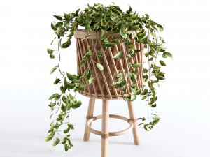 Indoor Plants Collection - Set 02 3D Model