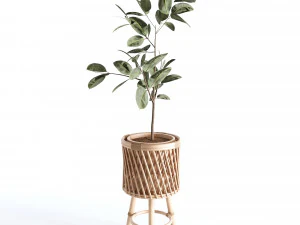 Indoor Plants Collection - Set 02 3D Model