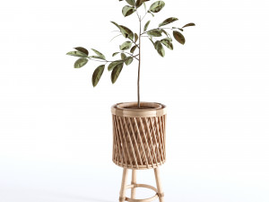 Indoor Plants Collection - Set 02 Modelo 3D
