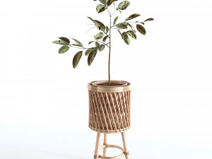 Indoor Plants Collection - Set 02 3D Model