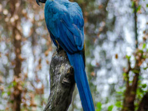 3डी नहीं CG टेक्स्चर्स