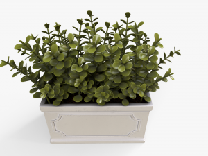 Boxwood Plant pot Modello 3D