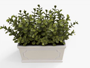 Boxwood Plant pot 3D Model