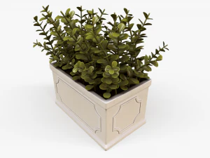 Boxwood Plant pot 3D Model