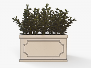 Boxwood Plant pot Modello 3D