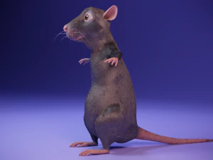 Tikus kartun Model 3D