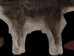 wolf animated 3Dモデル