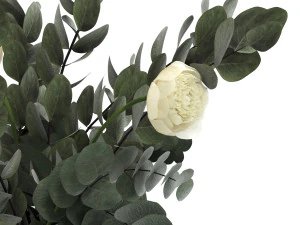 eucalyptus bouquet 3D Model