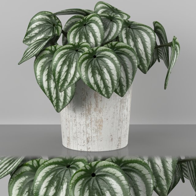Indoor plant - peperomia watermelone 3D मॉडल .c4d .max .obj .3ds .fbx .stl .blend 