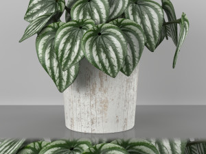 Indoor plant - peperomia watermelone 3D Model