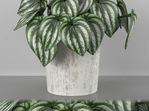 Planta de interior - melancia peperomia Modelo 3D