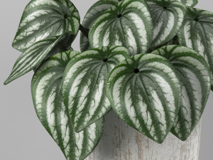 Indoor plant - peperomia watermelone 3D मॉडल