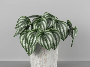 Indoor plant - peperomia watermelone 3D Model