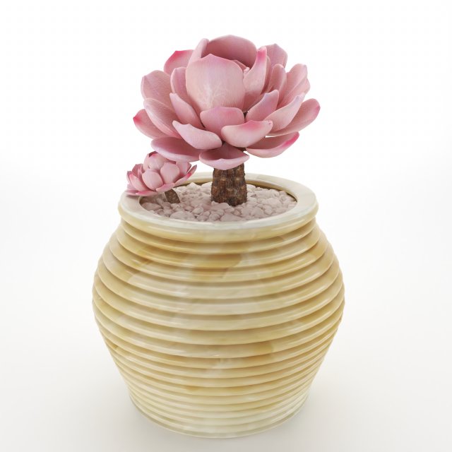 Sacculent cactus - indoor plant 3D Model .c4d .max .obj .3ds .fbx .stl .blend 