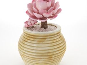 Sacculent cactus - indoor plant 3D Model