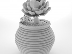 Sacculent cactus - indoor plant 3D Model