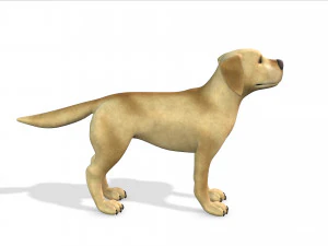 cartoon animal dog 3D Model