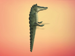 cartoon animal croc 3D 모델