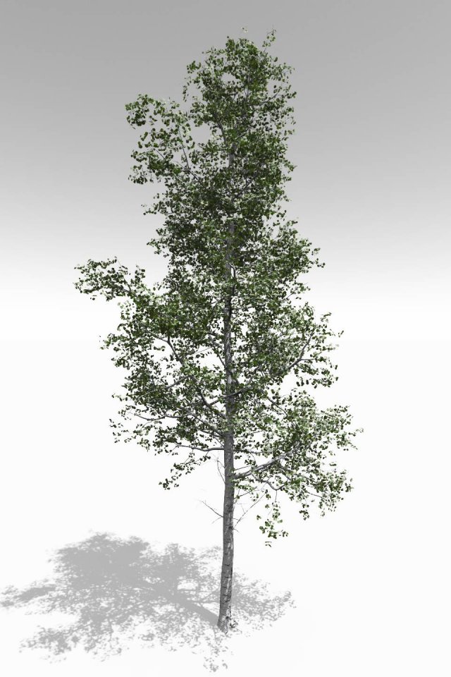 3d adult quaking aspen - variation 1 3D Model .c4d .max .obj .3ds .fbx .stl .blend 