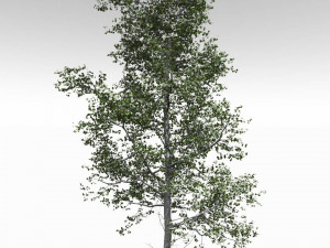 3d adult quaking aspen - variation 1 3D 모델