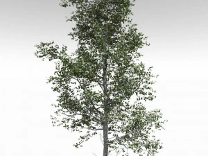 3d volwassen trillende esp - variatie 1 3D Model