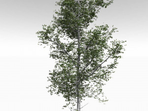 3d adult quaking aspen - variation 1 3D Model