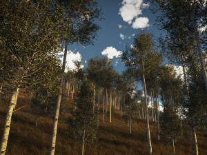 3d adult quaking aspen - variation 1 3D Model