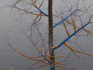 3d adult quaking aspen - variation 1 3D Model