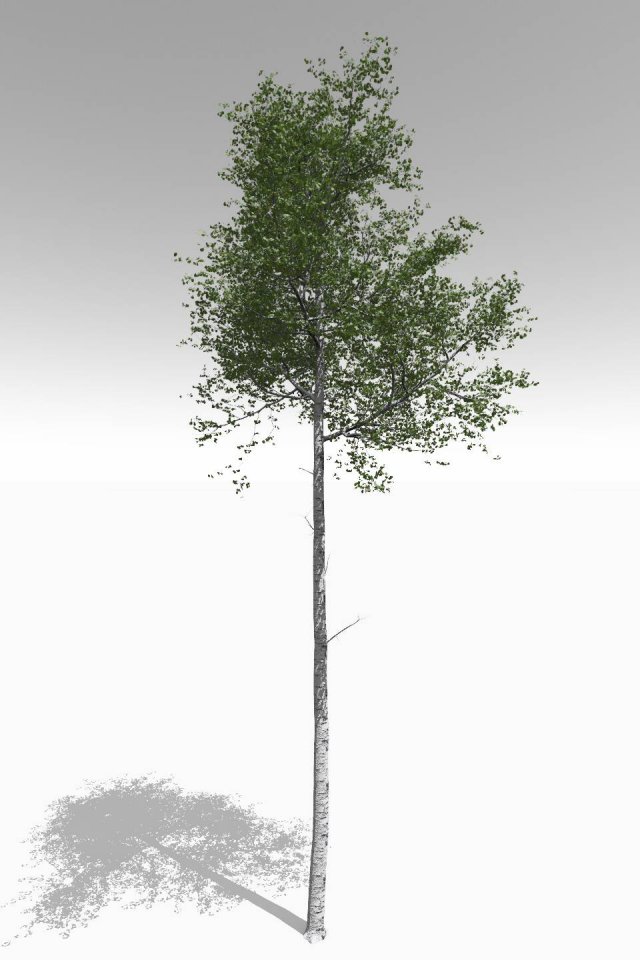 tall mature quaking aspen - variation 2 3D-Modell .c4d .max .obj .3ds .fbx .stl .blend 