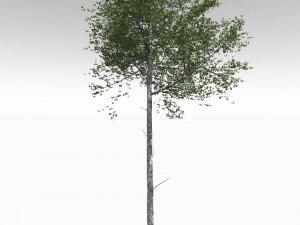 tall mature quaking aspen - variation 2 3D 모델