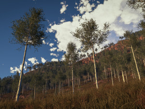 tall mature quaking aspen - variation 2 3D-Modell