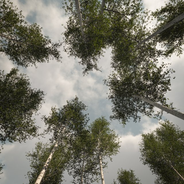 tall mature quaking aspen - variation 1 3D मॉडल .c4d .max .obj .3ds .fbx .stl .blend 