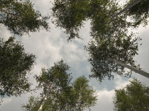 tall mature quaking aspen - variation 1 3D 모델