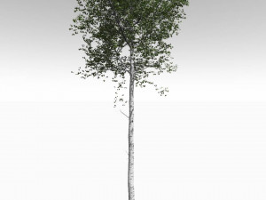 tall mature quaking aspen - variation 1 3D मॉडल