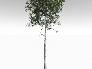 grote, volwassen trillende esp - variant 1 3D Model