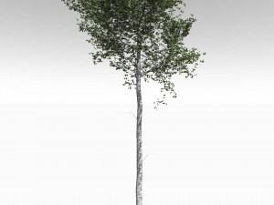 tall mature quaking aspen - variation 1 3D मॉडल