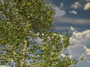 grote, volwassen trillende esp - variant 1 3D Model