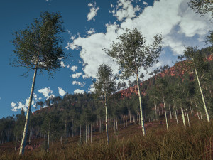 quaking aspen model in multiple growth stages 3D-Modell