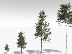 quaking aspen model in multiple growth stages 3D Модель