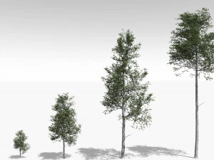 quaking aspen model in multiple growth stages 3D Model