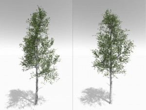 quaking aspen model in multiple growth stages 3D Модель