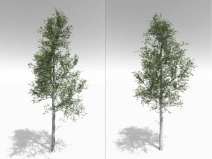 quaking aspen model in multiple growth stages 3D Model