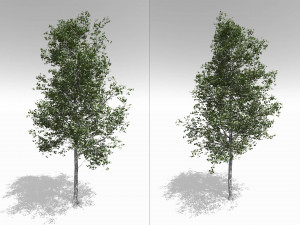 quaking aspen model in multiple growth stages 3D Модель