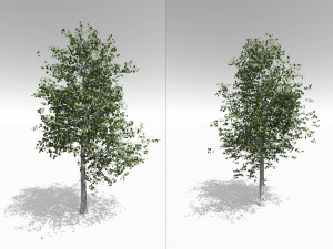quaking aspen model in multiple growth stages 3D Модель